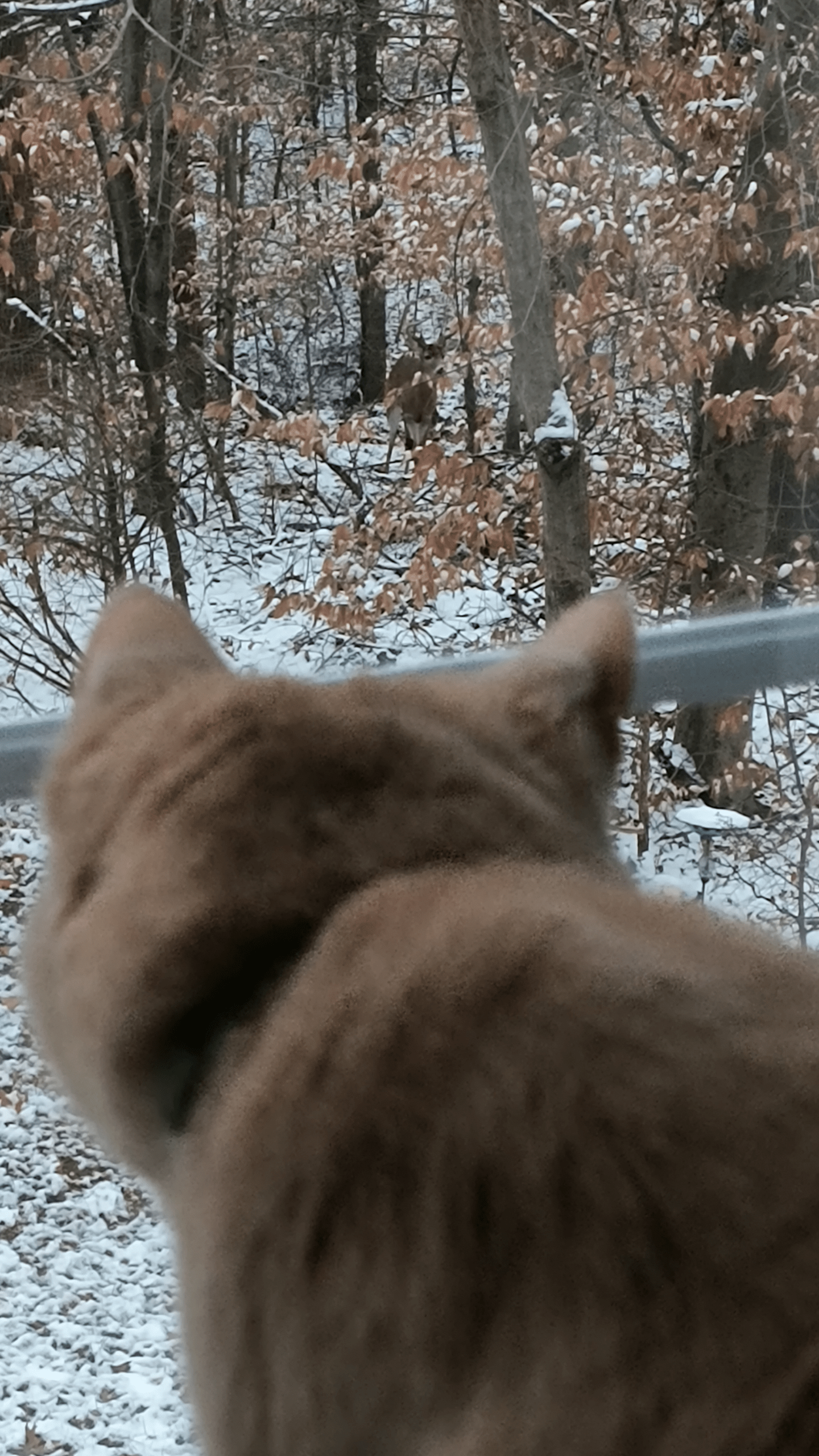 1000130400 - Morgan Plantagenet: Ancestral Cryptology and Genetic Cartography News 1000130400