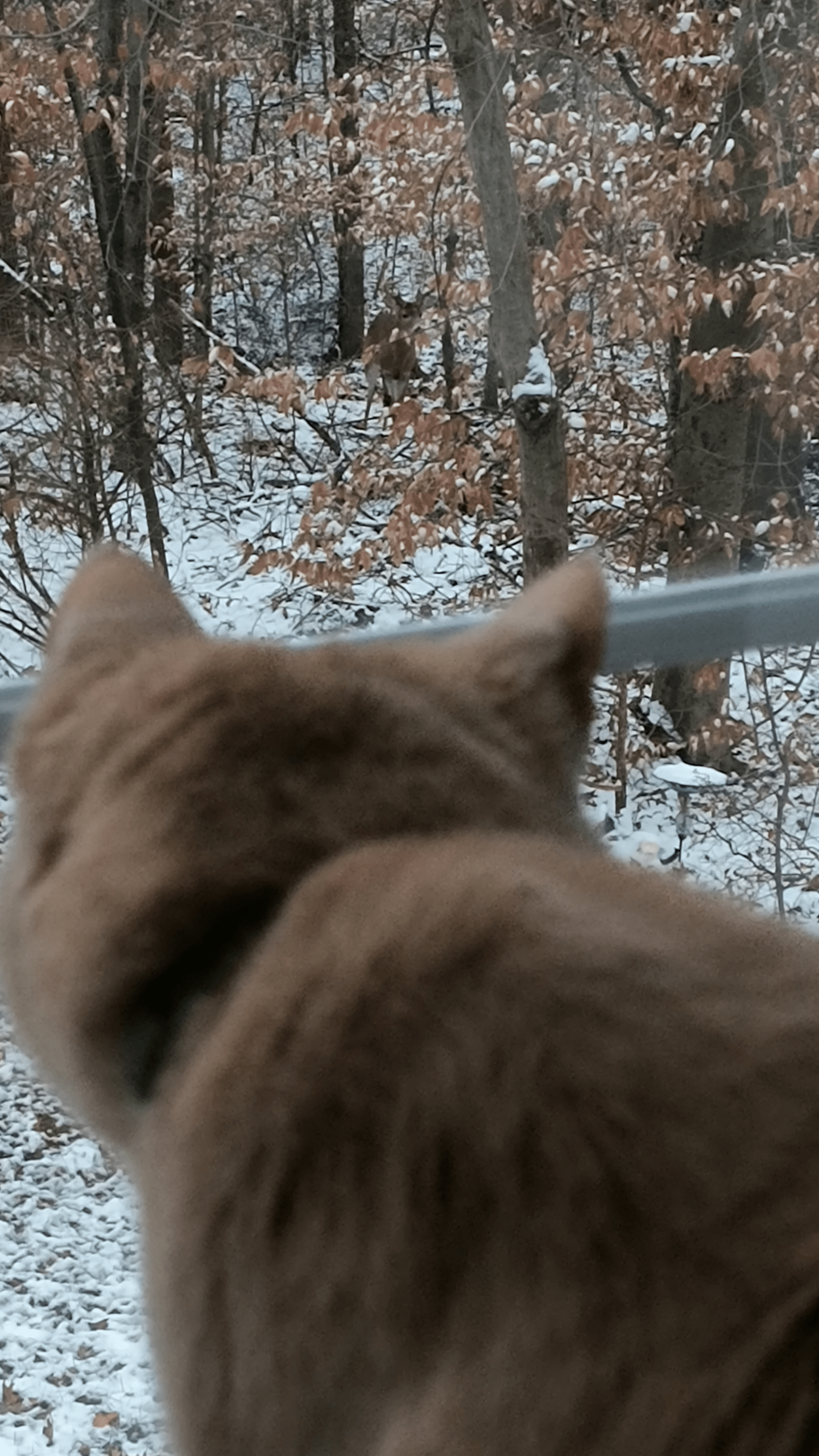 1000130401 - Morgan Plantagenet: Ancestral Cryptology and Genetic Cartography News 1000130401