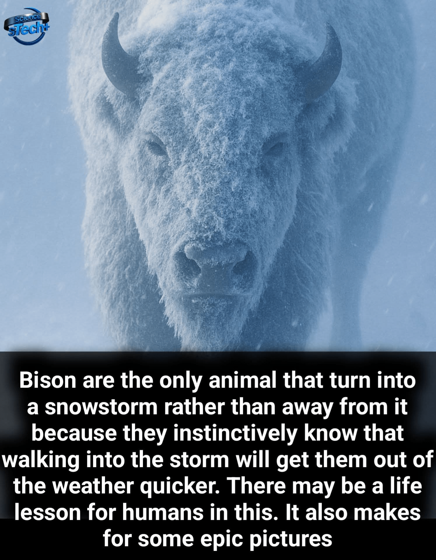 1000039754 - Morgan Plantagenet: Ancestral Cryptology and Genetic Cartography News 1000039754