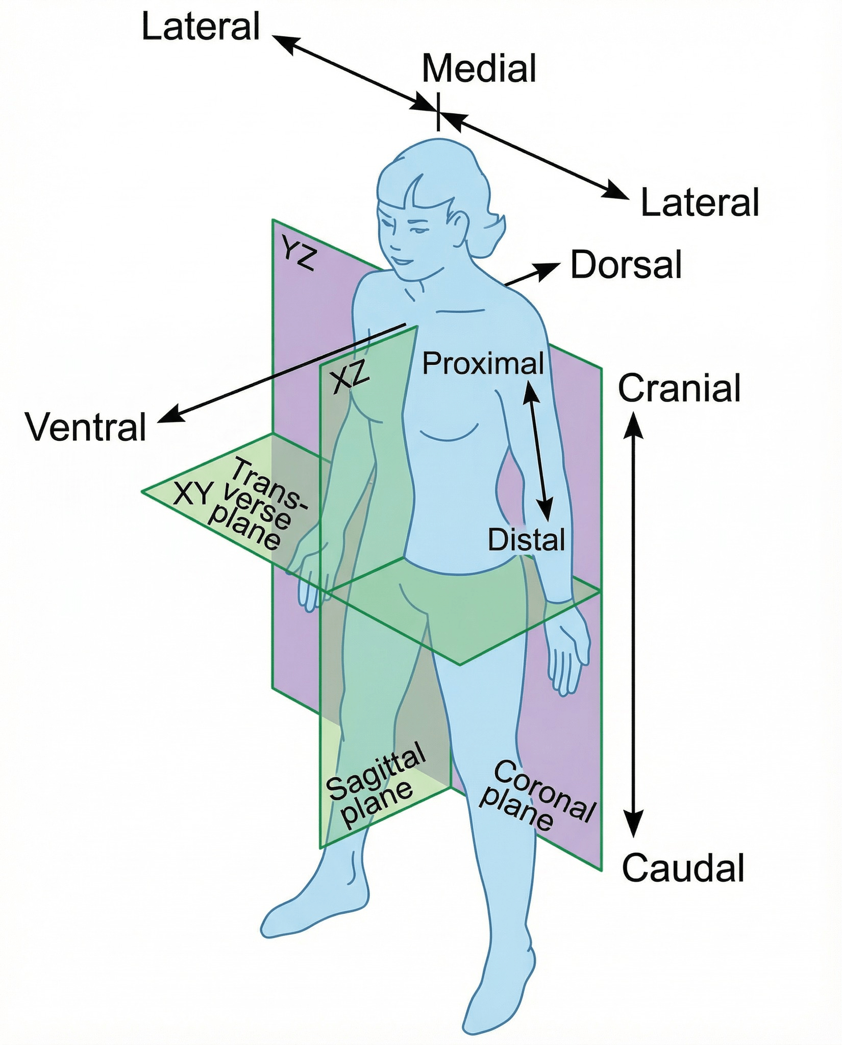 - Morgan Plantagenet: Ancestral Cryptology and Genetic Cartography News