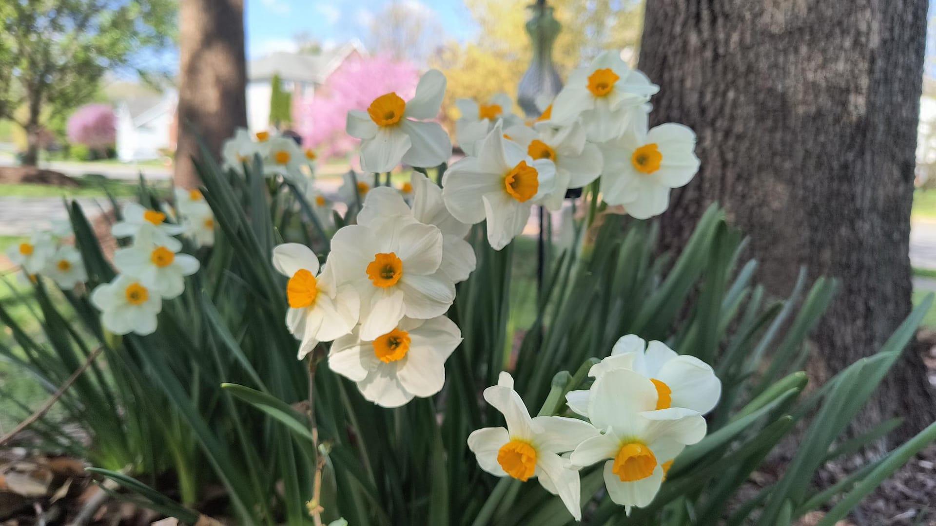 - Morgan Plantagenet: Ancestral Cryptology and Genetic Cartography News