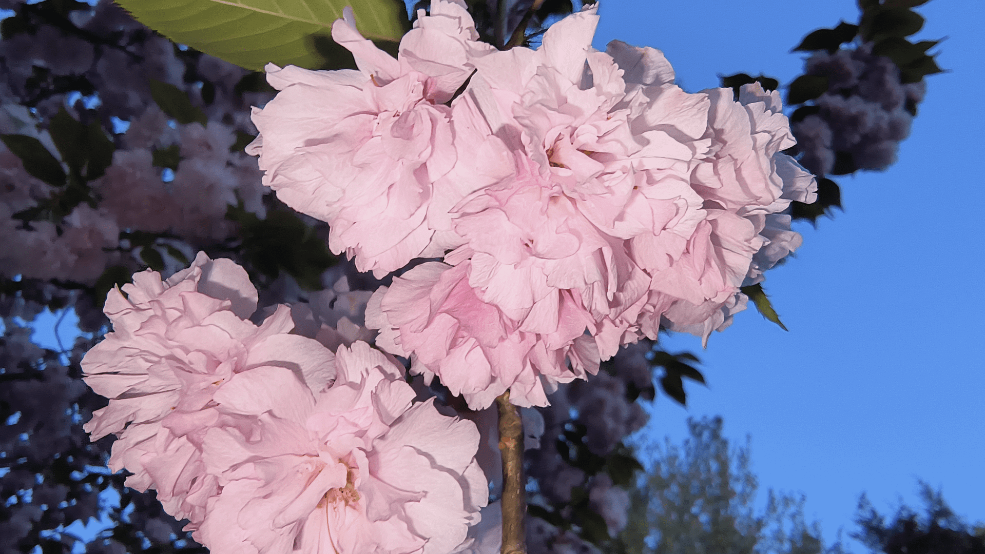 - Morgan Plantagenet: Ancestral Cryptology and Genetic Cartography News