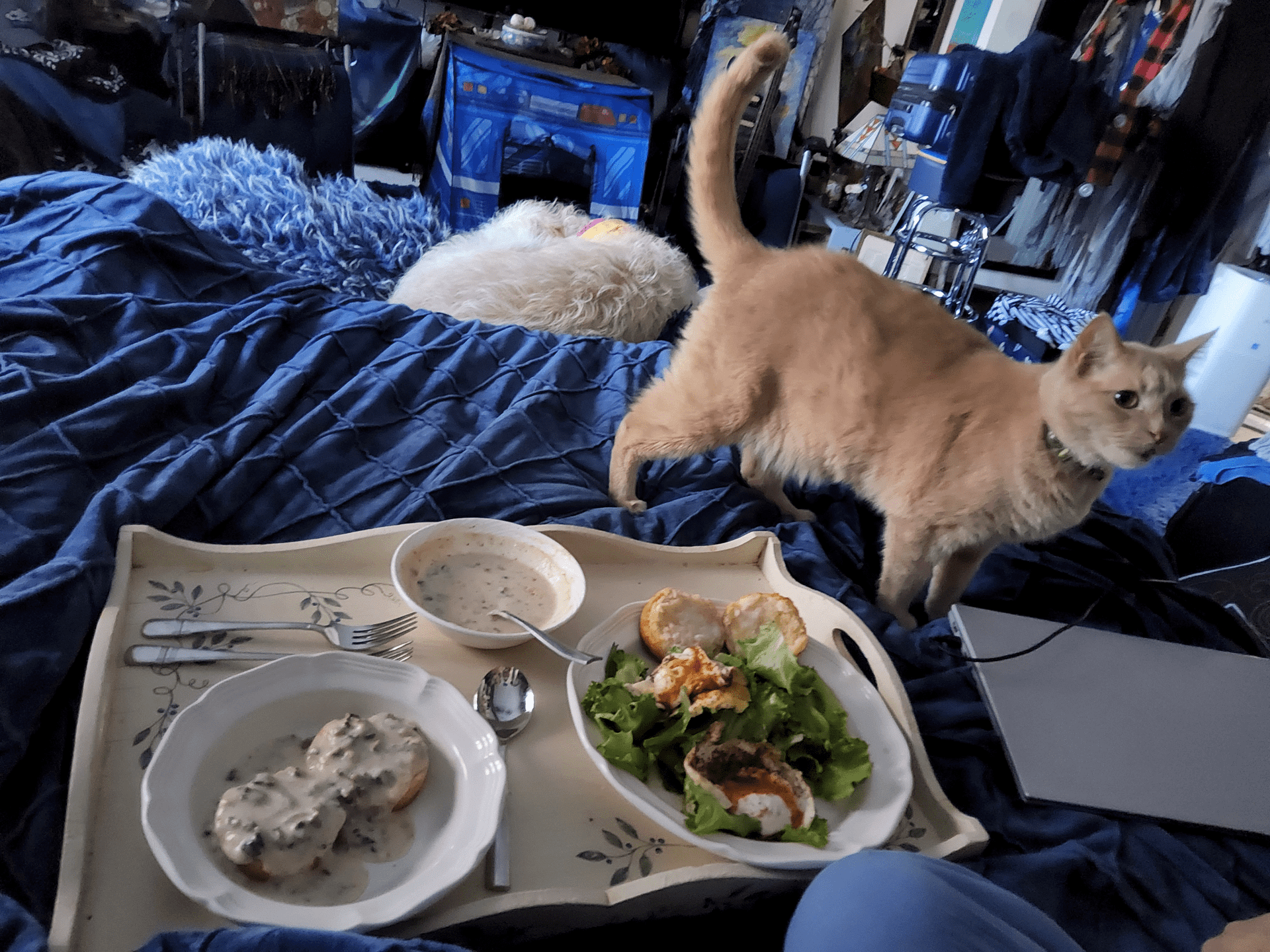 1000040122 - Morgan Plantagenet: Ancestral Cryptology and Genetic Cartography News 1000040122