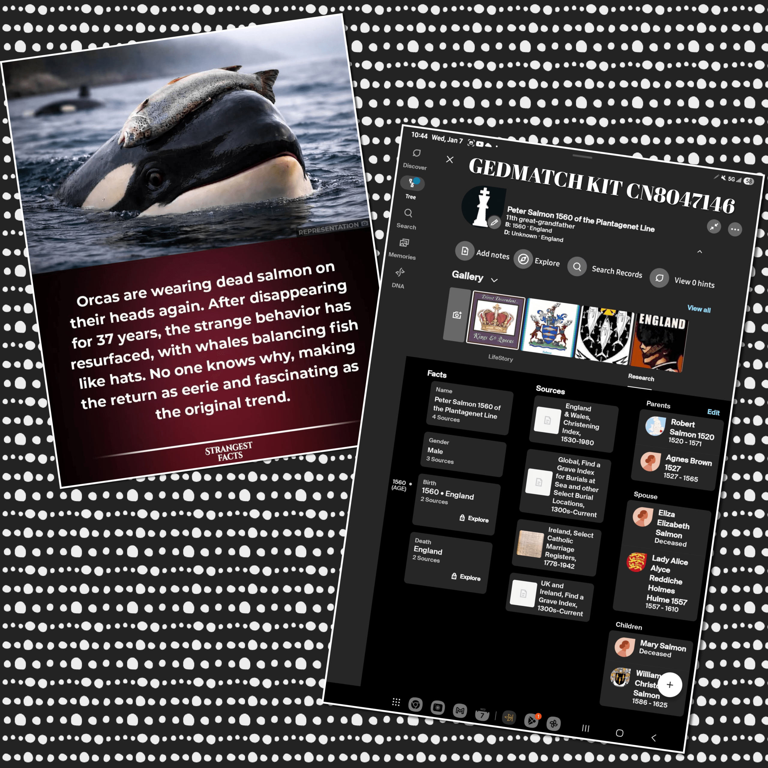 - Morgan Plantagenet: Ancestral Cryptology and Genetic Cartography News