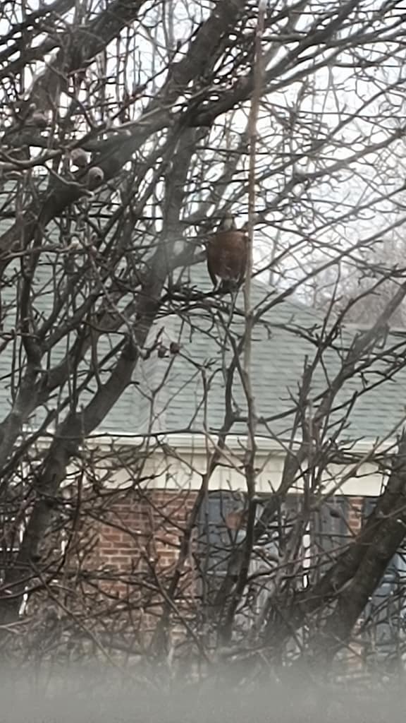 1000133446 - Morgan Plantagenet: Ancestral Cryptology and Genetic Cartography News 1000133446