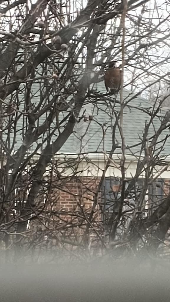 1000133447 - Morgan Plantagenet: Ancestral Cryptology and Genetic Cartography News 1000133447