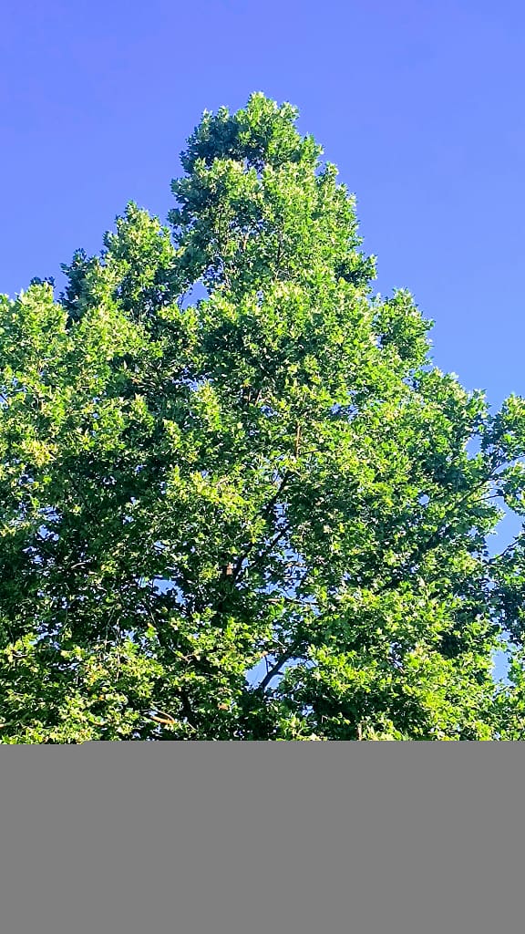 b-f--d-bb- all - Morgan Plantagenet: Ancestral Cryptology and Genetic Cartography News b-f--d-bb- all