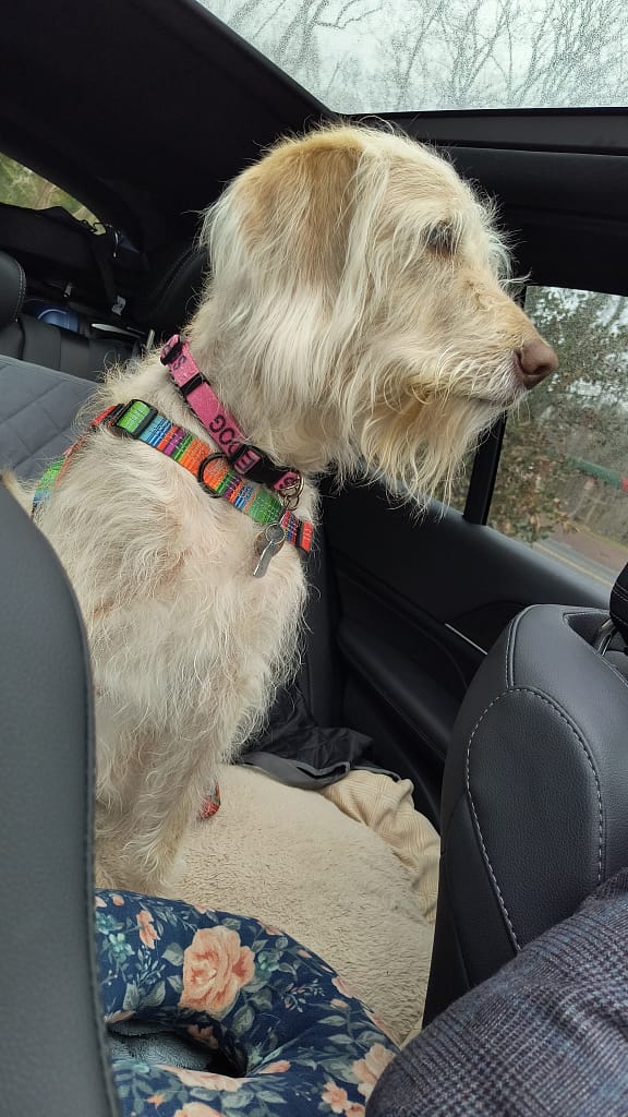 - Morgan Plantagenet: Ancestral Cryptology and Genetic Cartography News