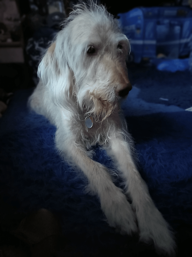 - Morgan Plantagenet: Ancestral Cryptology and Genetic Cartography News